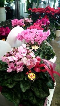 お歳暮、ご贈答に・・・｜「メイク・ツルサキ」　（熊本県熊本市中央区の花キューピット加盟店 花屋）のブログ