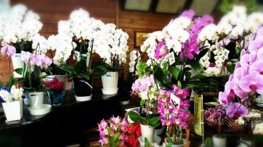 可愛い鉢物入荷で～す♪♪♪｜「メイク・ツルサキ」　（熊本県熊本市中央区の花キューピット加盟店 花屋）のブログ