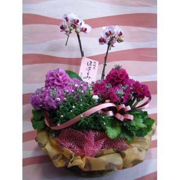 ミニ胡蝶蘭と花鉢の寄せ鉢